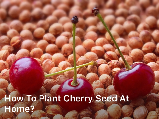 How to Plant Cherry Seed at Home?