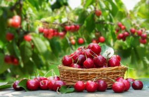 How to Plant Cherry Seed at Home; how to plant cherry seeds; how to plant a cherry tree from seed; how to plant cherries from seed; how to plant cherry seed; 
