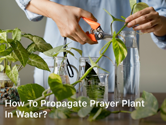 How to Propagate Prayer Plant in Water?