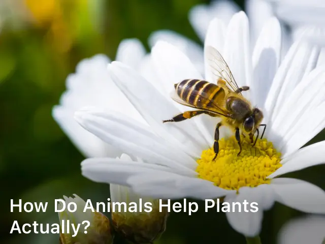 How Do Animals Help Plants Actually?