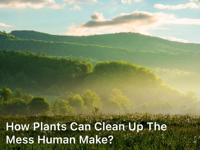 How Plants Can Clean up the Mess Human Make?