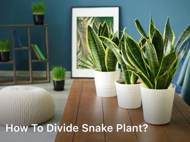 How to Divide Snake Plant?