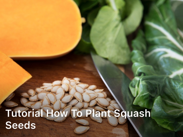 Tutorial How to Plant Squash Seeds