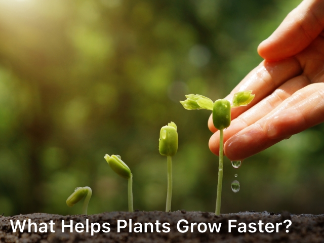 What Helps Plants Grow Faster?