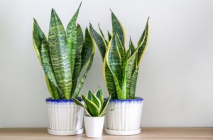 How to Divide Snake Plant; how to divide a snake plant; how to divide a large snake plant; how to divide snake plant pups; how to divide snake plants; 