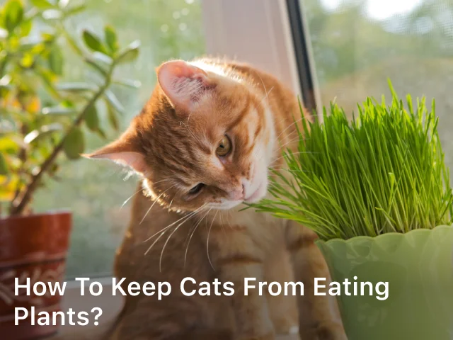 How to Keep Cats from Eating Plants?