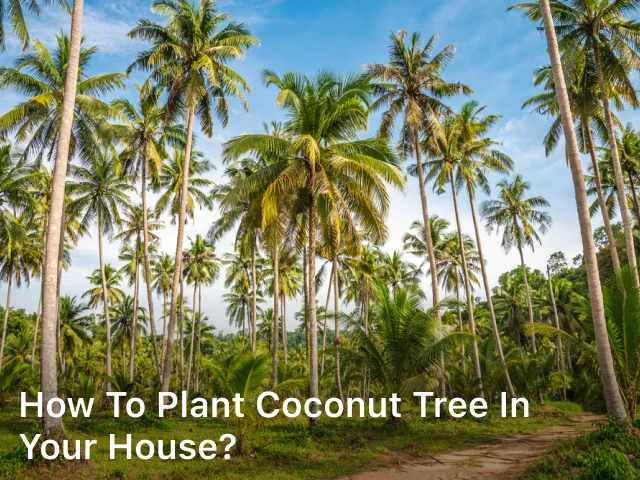 How to Plant Coconut Tree in Your House