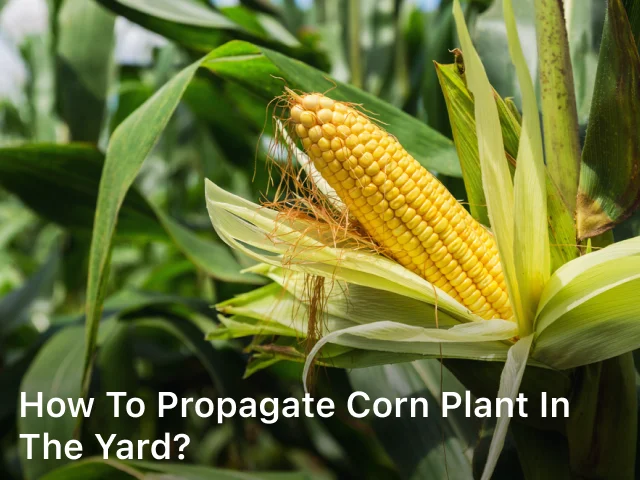 How to Propagate Corn Plant in The Yard?