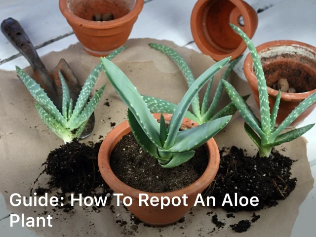 Guide: How to Repot an Aloe Plant