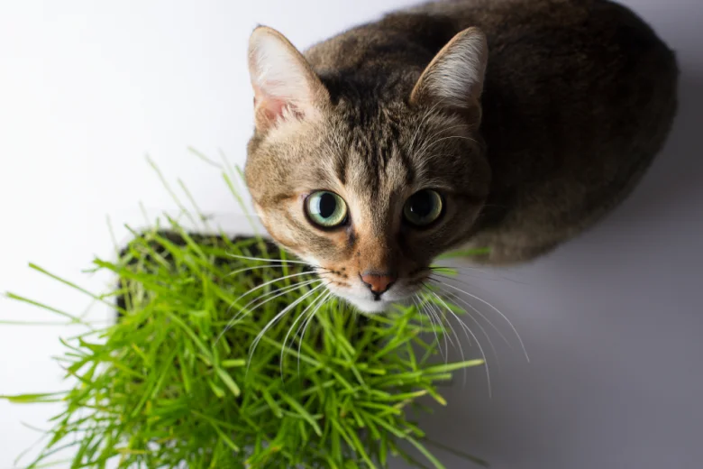 How to Keep Cats from Eating Plants