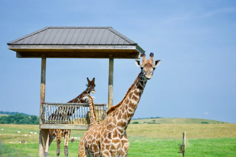 giraffes - safari outdoor adventure park ohio