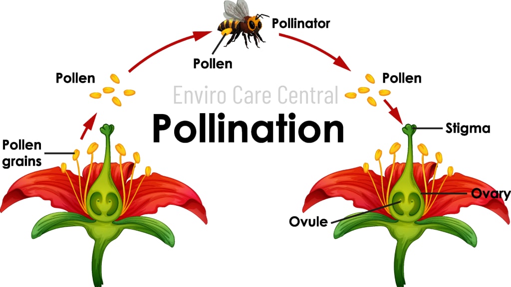 Animals Facilitates Pollination