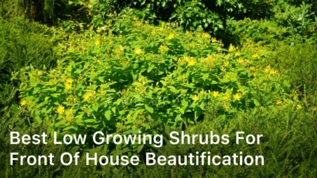 Best Low Growing Shrubs for Front of House Beautification