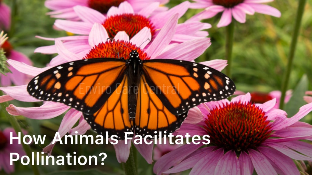 How Animals Facilitates Pollination?