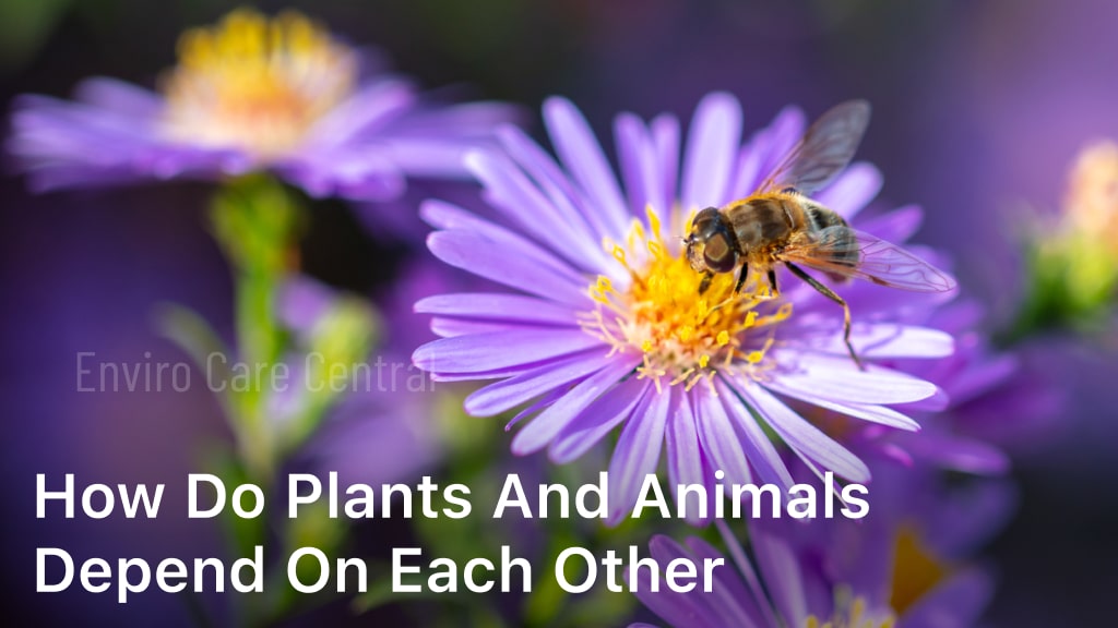 How do Plants and Animals Depend on Each Other