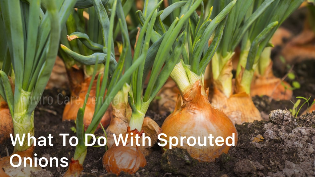 What to Do with Sprouted Onions
