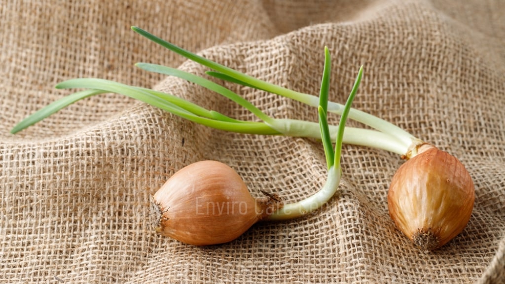 what to do with sprouted onions; what to do with a sprouted onion; what to do with onions that have sprouted; what to do with a sprouting onion; what to do with an onion that has sprouted; 