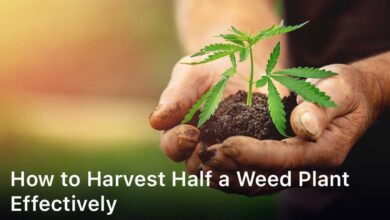 how to harvest half a weed plant