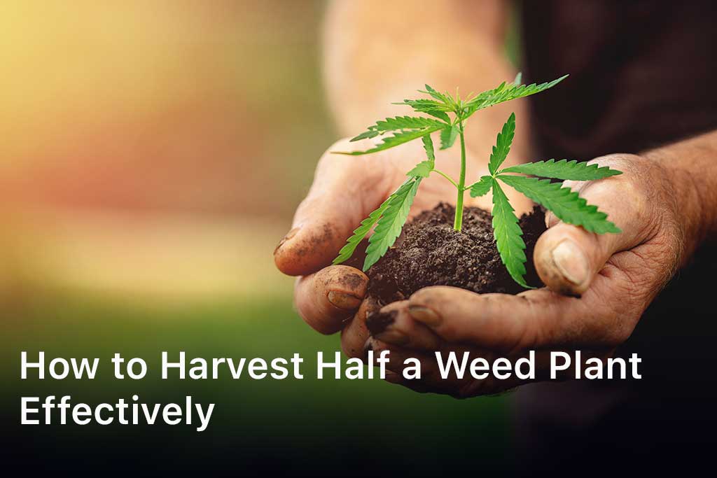 how to harvest half a weed plant